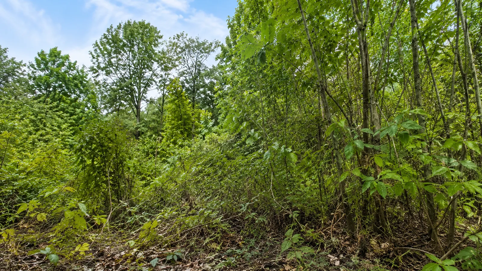 Before — dense brush and saplings, Southern Illinois