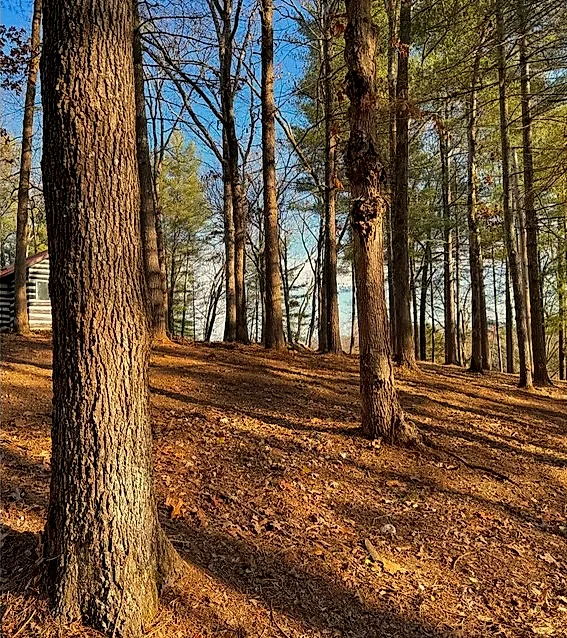 The same Golconda property after brush clearing, with mature trees retained