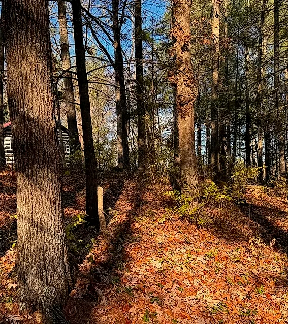 Dense woodland brush before clearing in Golconda, Illinois