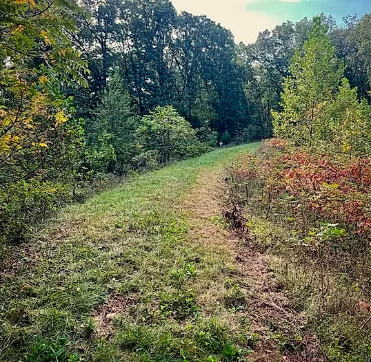 Overgrown field edge in Kevil before brush clearing