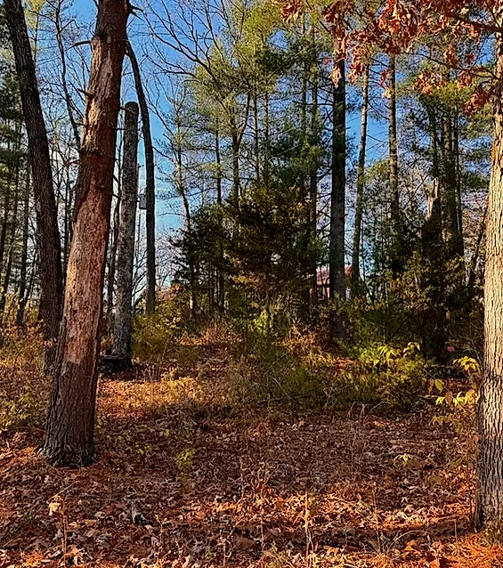 Brush obscuring a cabin on a Rosiclare property